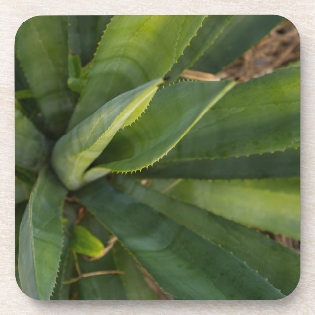 Dessous-de-verre Aloe Vera (Devant)