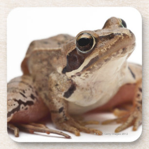 Dessous-de-verre Amarrez la grenouille - arvalis de Rana