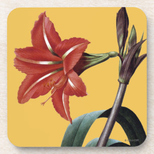 Dessous-de-verre Amaryllis barrée