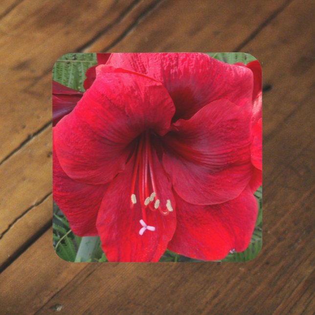Dessous-de-verre Amaryllis de Noël rouge floraison florale (In Situ Front)