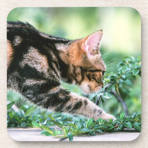 Dessous-de-verre Américain Shorthair 7