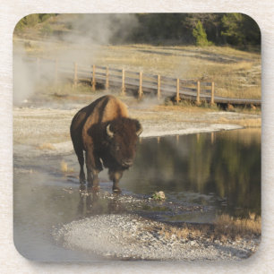 Dessous-de-verre American Bison Yellowstone Wildlife Photography