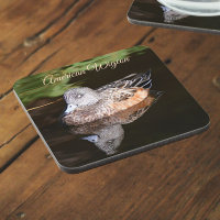 American Wigeon Wildlife Photo