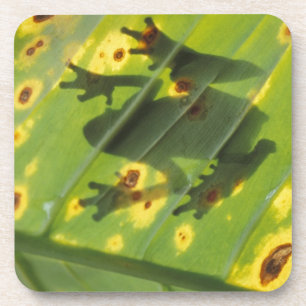 Dessous-de-verre AMÉRIQUE CENTRALE, Costa Rica, Grenouille en contr