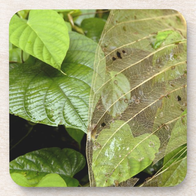 Dessous-de-verre Amérique centrale, Costa Rica, Sarapiqui, Braulio (Devant)