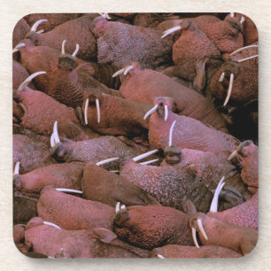 Dessous-de-verre Amérique du Nord, États-Unis, Alaska, Yukon Delta 