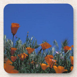 Dessous-de-verre Amérique du Nord, États-Unis, Californie, Antelope