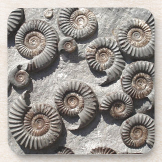 Dessous-de-verre ammonites fossiles multiples du Lower Lias
