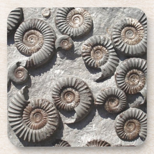 Dessous-de-verre ammonites fossiles multiples du Lower Lias (Devant)
