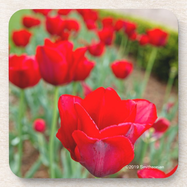 Dessous-de-verre Ampoules de Haupt, plan rapproché (Devant)