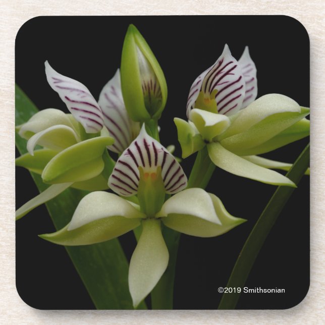 Dessous-de-verre Anacheilium Chacoense (Devant)