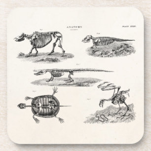 Dessous-de-verre Anatomie antique de squelettes animaux vintages de