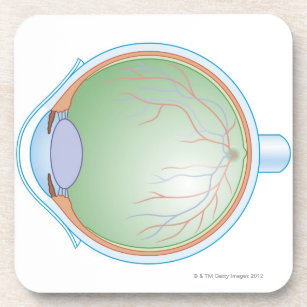 Dessous-de-verre Anatomie de l'oeil humain