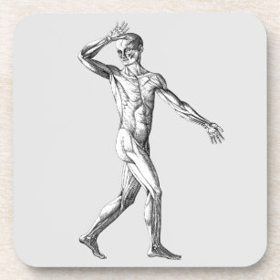 Dessous-de-verre Anatomie humaine vintage, Muscles du corps masculi