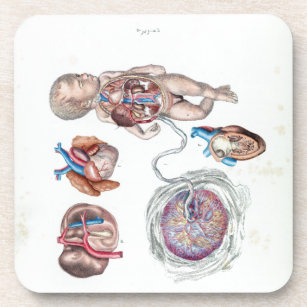 Dessous-de-verre Anatomie vintage d'un nourrisson humain en utérus
