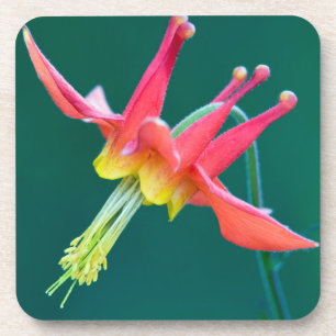 Dessous-de-verre Ancolie rouge