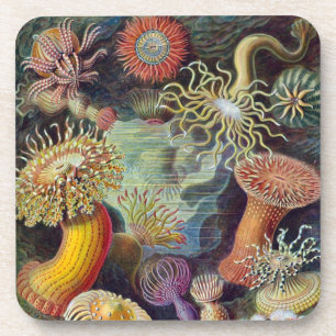 Dessous-de-verre Anémone de mer vintage Haeckel