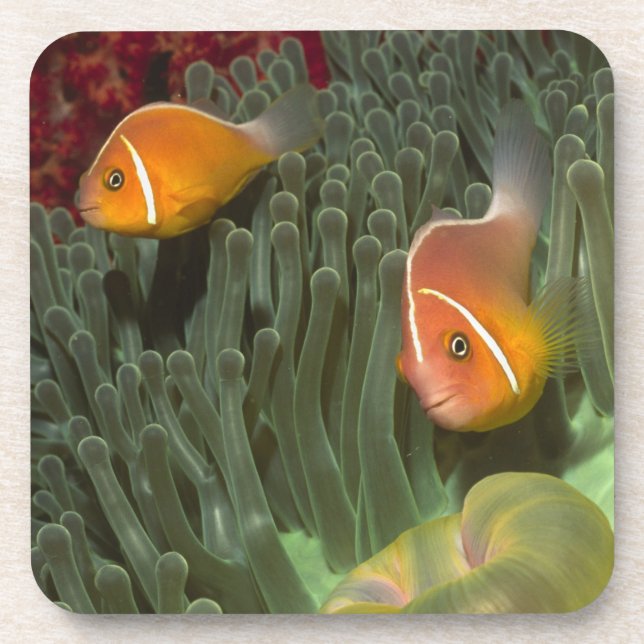 Dessous-de-verre Anemonefish rose dans l'actinie de Magnificant (Devant)