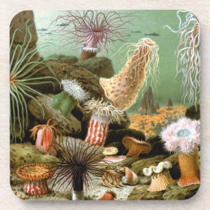 Dessous-de-verre Anémones de mer, Vie marine Vintage Animaux de l'o
