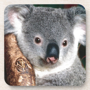 Dessous-de-verre Animal de pays de l'Australie d'ours de koala à