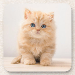Dessous-de-verre Animaux de bébés cutest   A British Longhair Kitte