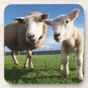 Dessous-de-verre Animaux de bébés cutest Agneau nouveau-né & mama