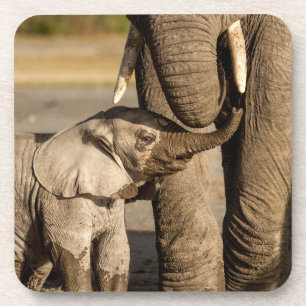 Dessous-de-verre Animaux de bébés cutest Baby Elephant & Mama
