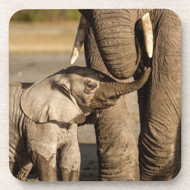 Dessous-de-verre Animaux de bébés cutest | Baby Elephant & Mama (Devant)