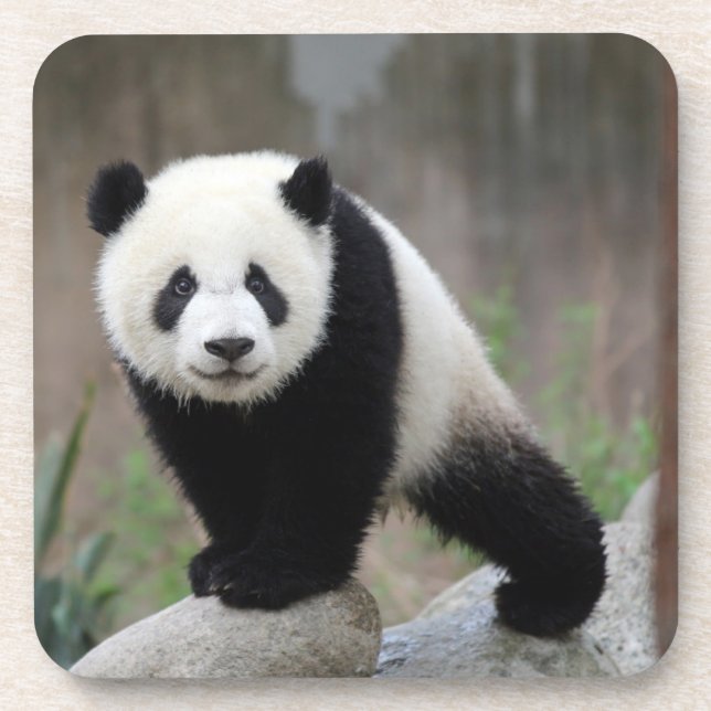 Dessous-de-verre Animaux de bébés cutest | Baby Panda géant (Devant)