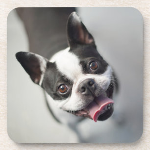 Dessous-de-verre Animaux de bébés cutest   Boston Bulldog Smile