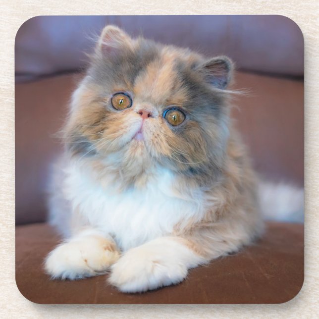 Dessous-de-verre Animaux de bébés cutest | Calico Persian Kitten (Devant)