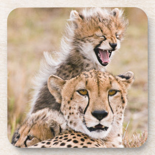 Dessous-de-verre Animaux de bébés cutest   Cheetah Cat & Cub