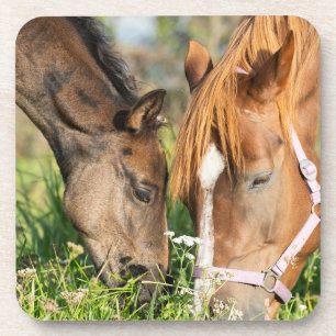 Dessous-de-verre Animaux de bébés cutest Colt à cheval