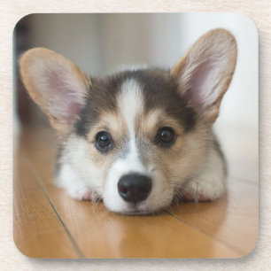 Dessous-de-verre Animaux de bébés cutest   Corgi Puppy