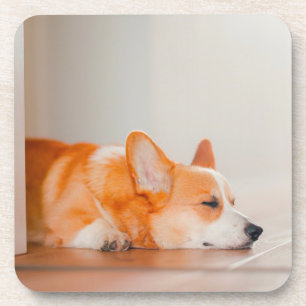 Dessous-de-verre Animaux de bébés cutest   Corgi Sleeping