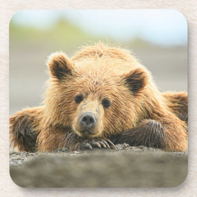 Dessous-de-verre Animaux de bébés cutest | Cub d'ours Brown côtier (Devant)