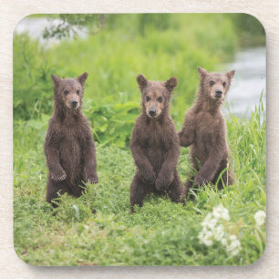 Dessous-de-verre Animaux de bébés cutest   Cubes d'ours Brown Kamch
