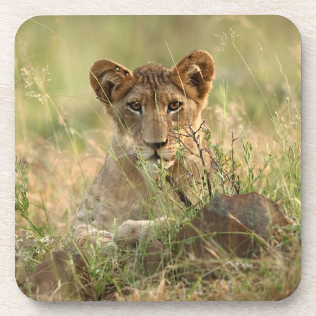 Dessous-de-verre Animaux de bébés cutest | Cute Baby Lion Cub (Devant)