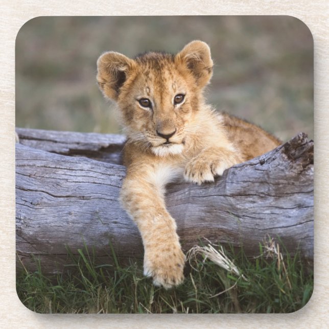 Dessous-de-verre Animaux de bébés cutest | Cute Lion Cub (Devant)