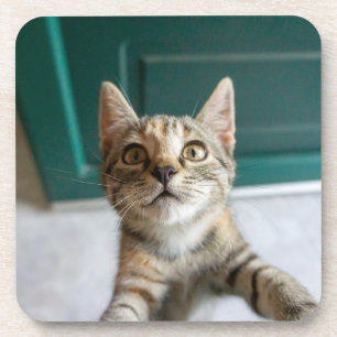 Dessous-de-verre Animaux de bébés cutest Cute Tabby Kitten