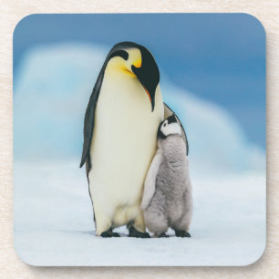 Dessous-de-verre Animaux de bébés cutest Empereur Penguin Chick