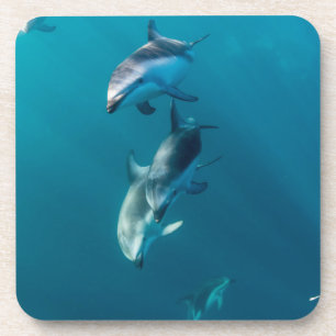 Dessous-de-verre Animaux de bébés cutest Famille de dauphins
