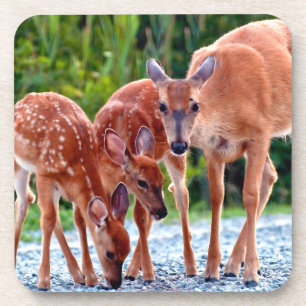 Dessous-de-verre Animaux de bébés cutest Fawn with Babies