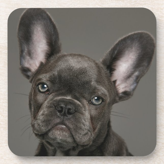 Dessous-de-verre Animaux de bébés cutest | French Bulldog (Devant)