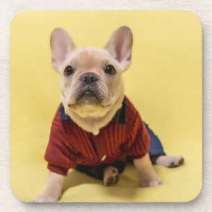 Dessous-de-verre Animaux de bébés cutest   French Bulldog habillé