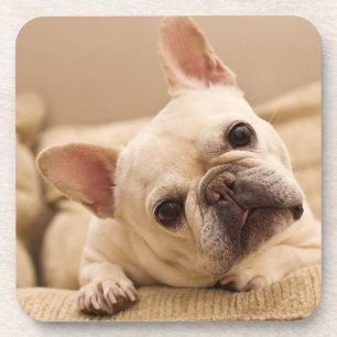 Dessous-de-verre Animaux de bébés cutest   French Bulldog Head Tilt