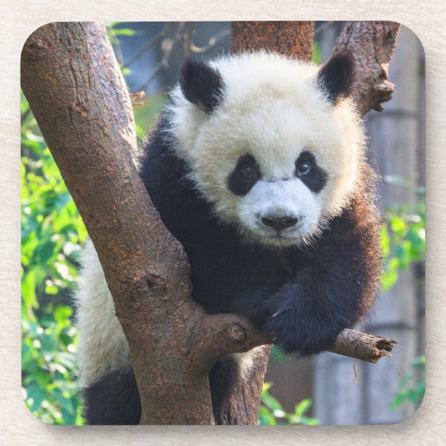 Dessous-de-verre Animaux de bébés cutest | Géant Panda Cub (Devant)