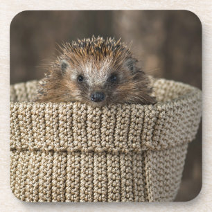 Dessous-de-verre Animaux de bébés cutest Hérisson dans un panier