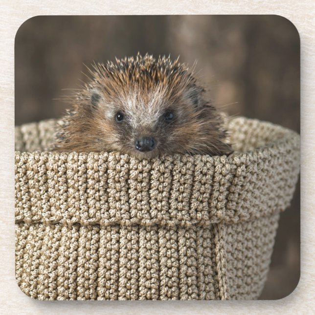 Dessous-de-verre Animaux de bébés cutest | Hérisson dans un panier (Devant)