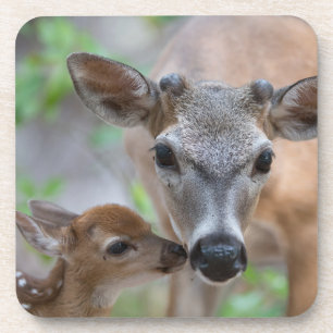 Dessous-de-verre Animaux de bébés cutest   Key Deer Stag & Fawn